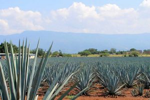 Tour en tequila paisaje agavero